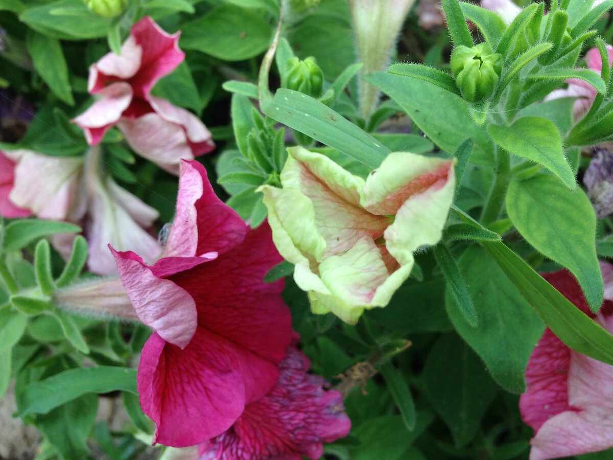 Это цветы с одного куста. Фото автора.