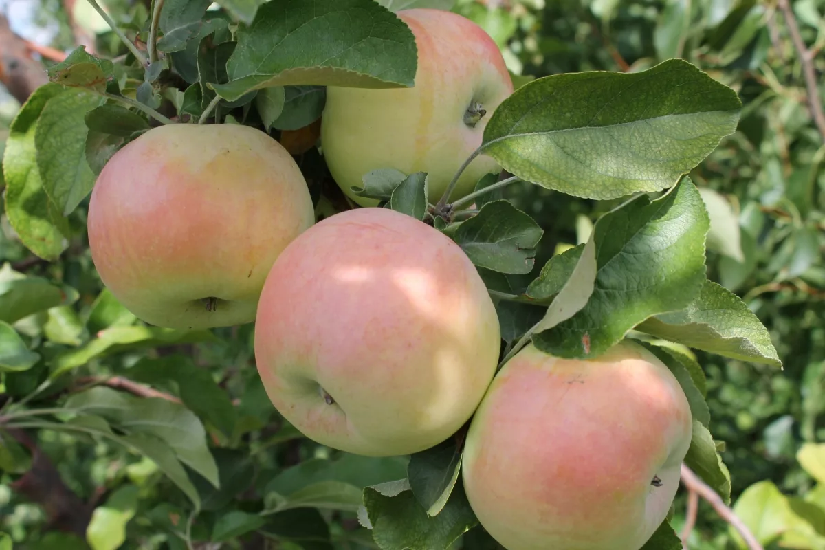 Лучшие вкусные и зимостойкие сорта яблонь для Сибири