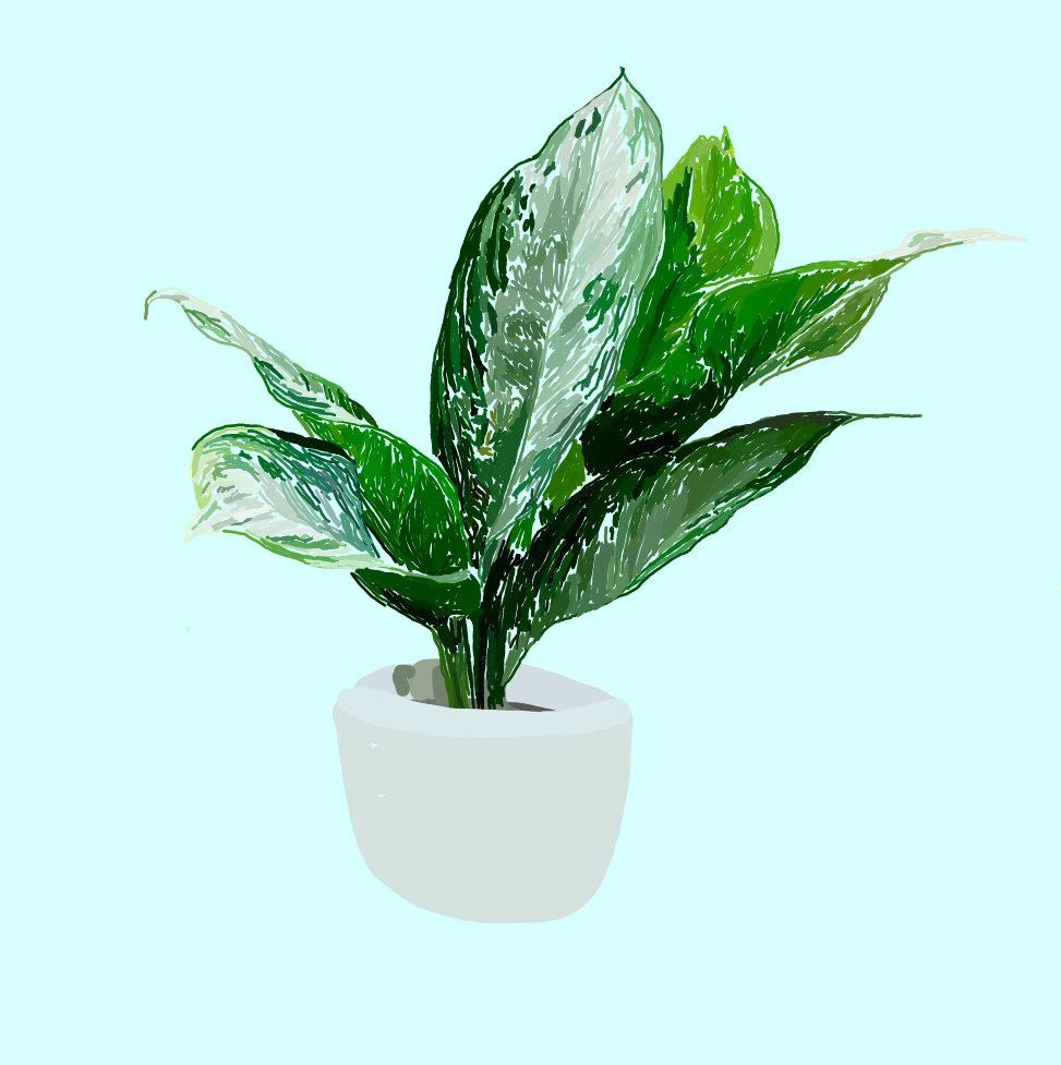 Мысленно прибавьте в объёме к этой аглоанеме ещё столько же листьев и примерьте куда в комнате вы поставите этот сгусток жизни и непокалебимого здоровья 