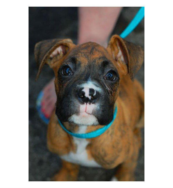 https://www.boxer-dog.org/boxer-pictures/no-name-provided-boxer-dog-photo