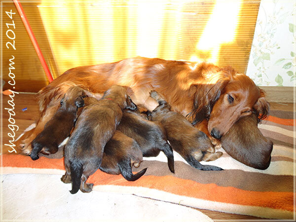 И скоро они вырастут.. Из архива питомника Шегодай.