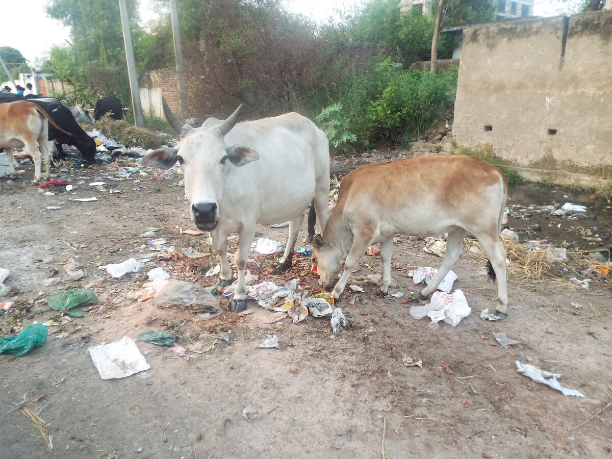 Коровы в Джамму на помойке