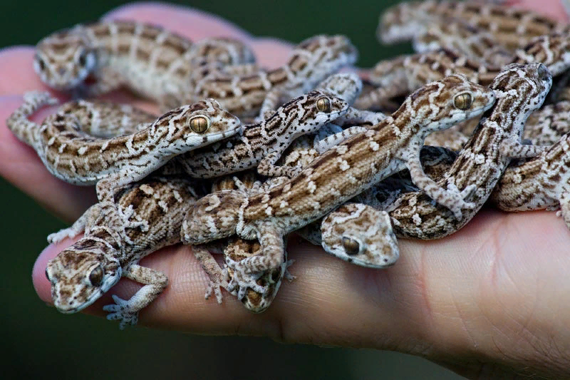 Гадюковых гекконов. Гадюковый геккон. Hemidactylus imbricatus. Индийский геккон. Ленточный геккон.