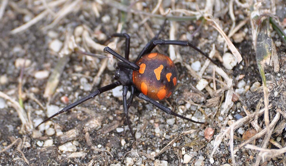 Каракурт паук. Ядовитый паук Крыма Каракурт. Каракурт (Latrodectus tredecimguttatus). Паук Каракурт в Крыму.