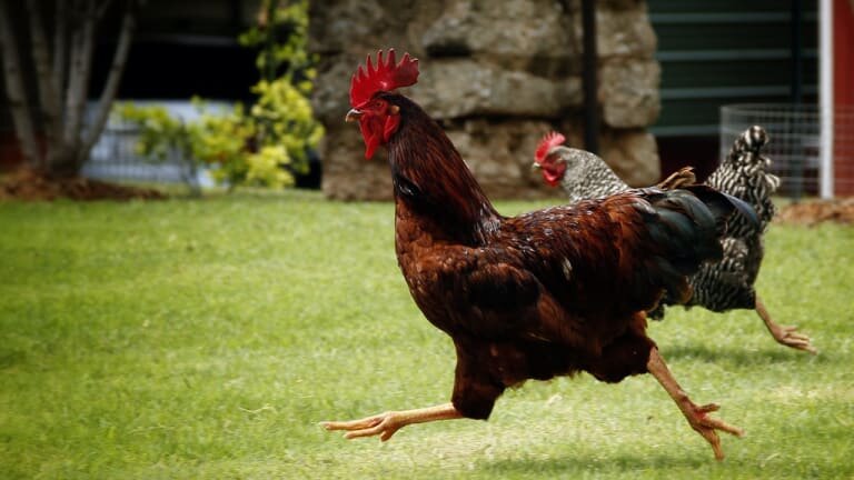 Бегущие куры