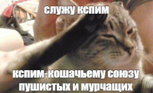 Честь задней лапой не отдают!