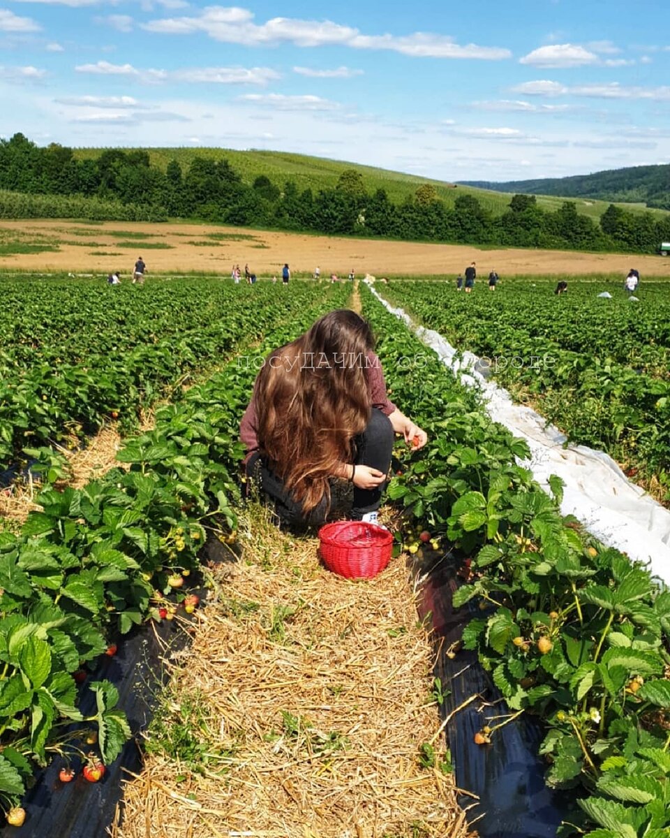 Турецкие плантации клубники. Туда пускают и туристов 