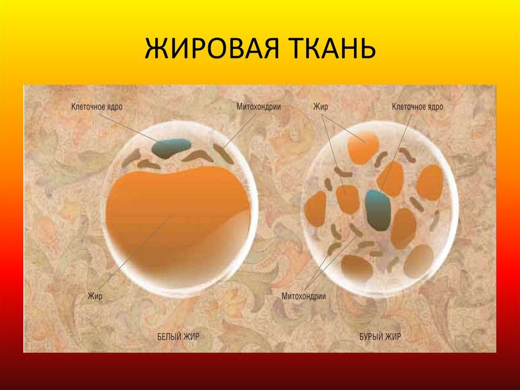 Жировая ткань расположение клеток 418. Сиртфуд-диета становится модной, принципы и критическая оценка Минус фунт Д