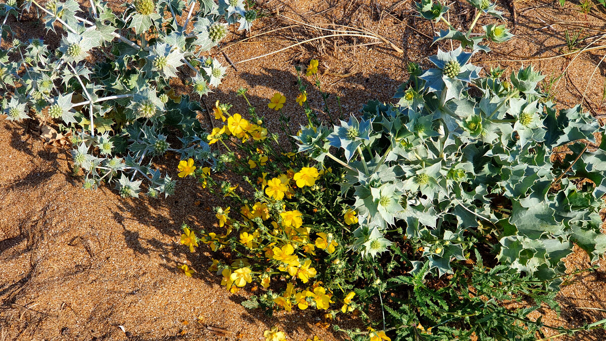 Справа и слева Синеголовник морской, по центру - Мачок желтый