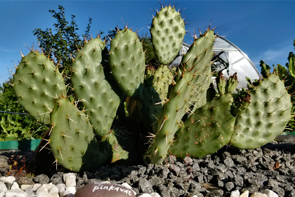 Opuntia Pinkavae "сArizona" в Подмосковье освещается солнцем с самого утра и до вечера.