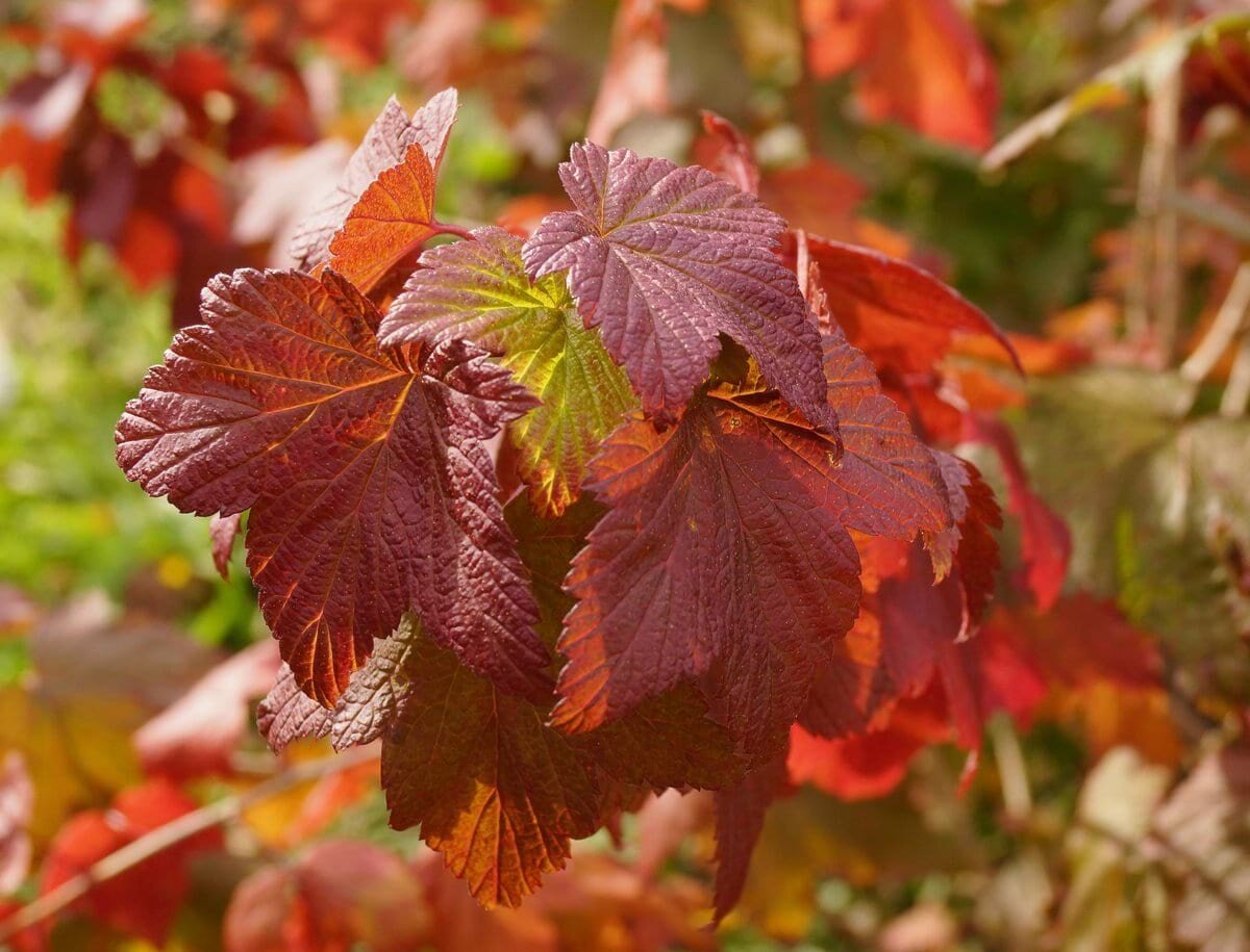 Думаю, что никто не будет оспаривать важность процедуры обрезки для плодовых кустарников. 