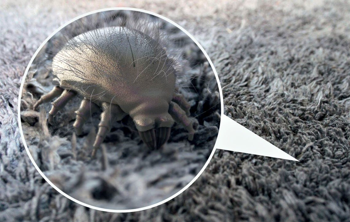 Вот таких "красавцев" на пледе или ковре мириады!