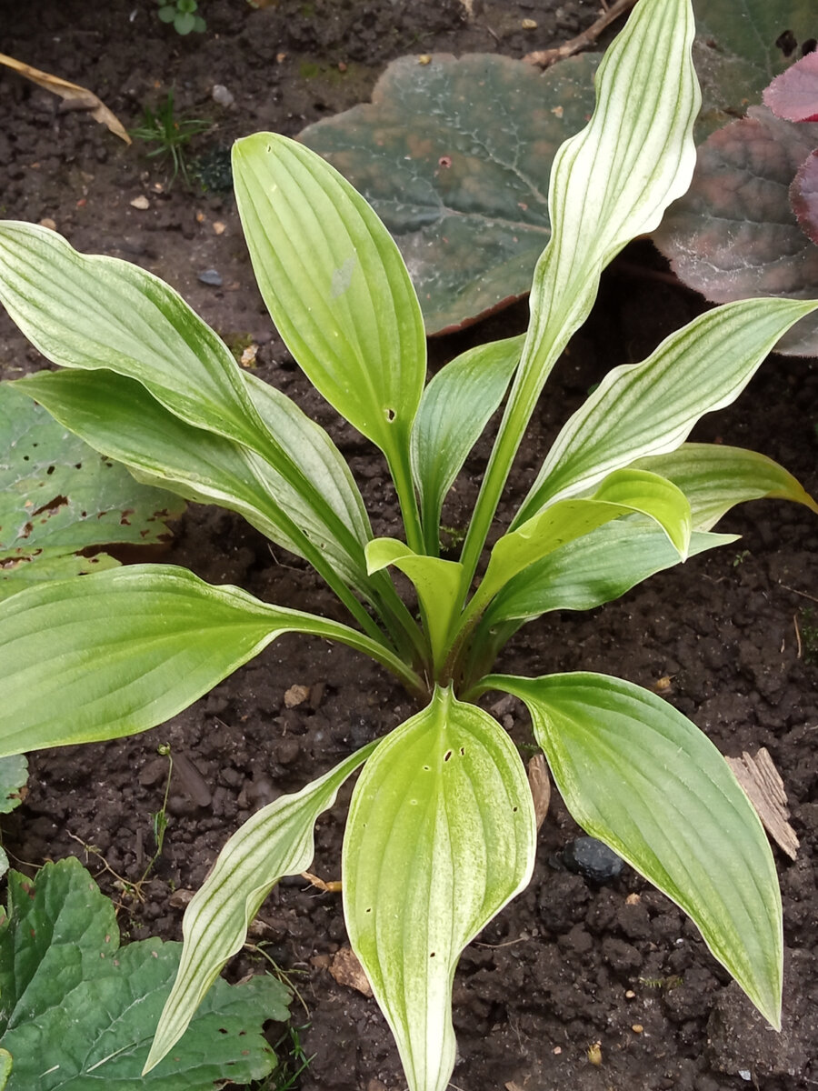 хоста с авито