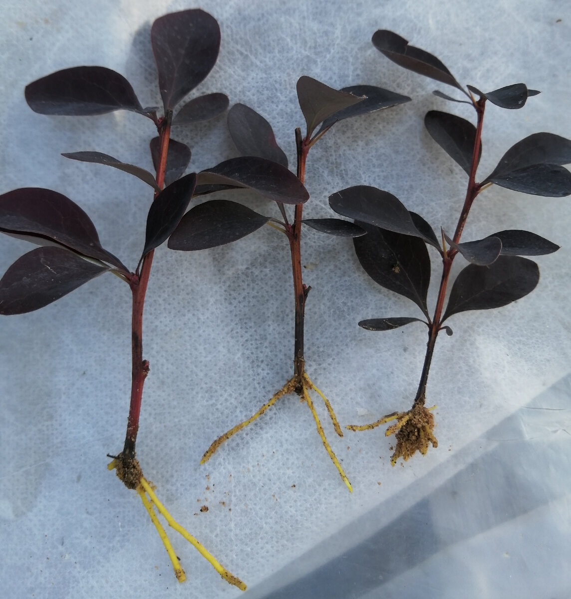 Черенки барбариса оттавского Суперба