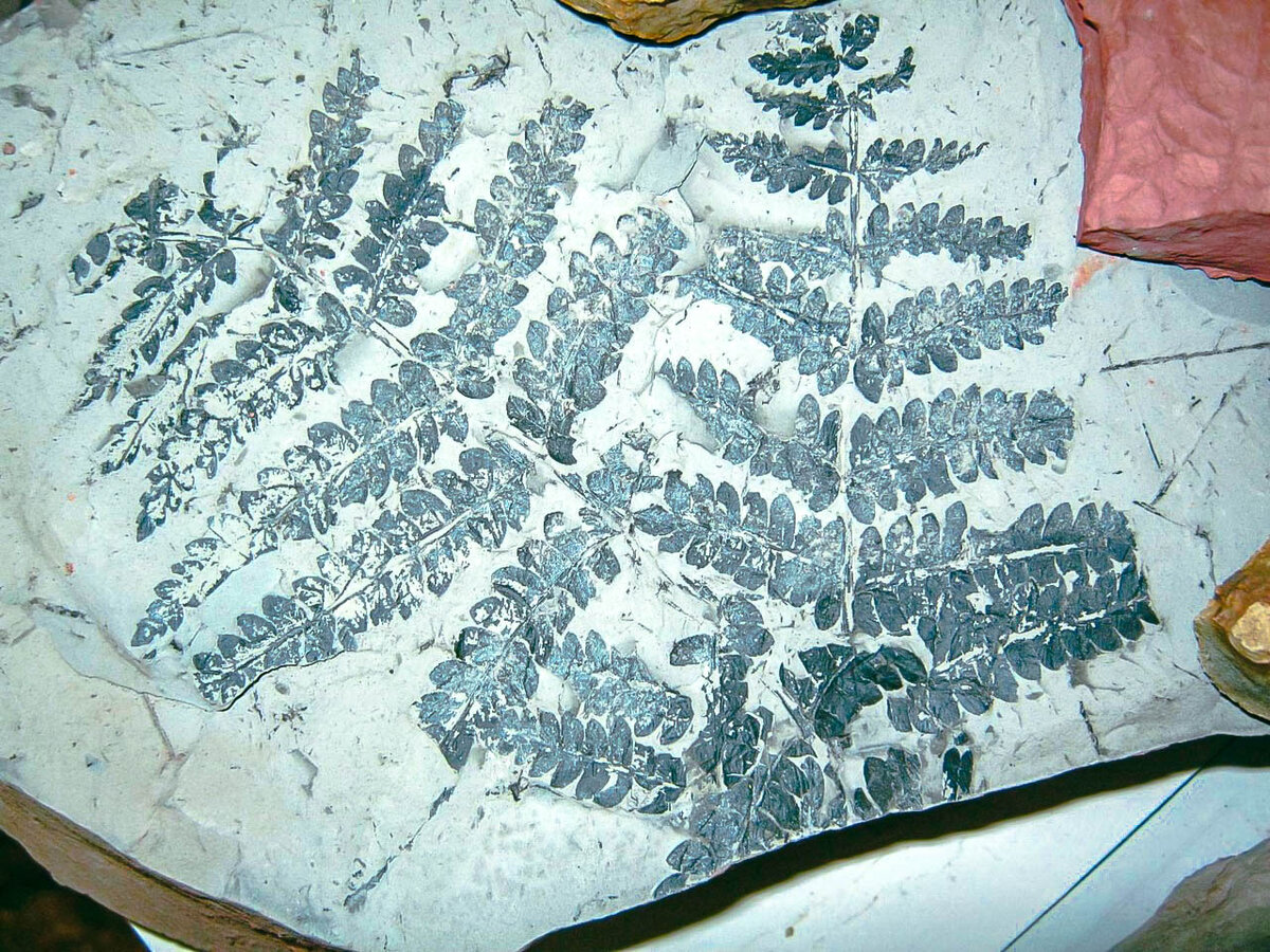 Отпечатки растений на каменном угле