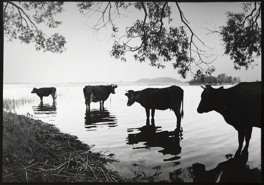 ©  М. В. Жилинский. Летний полдень. 1986