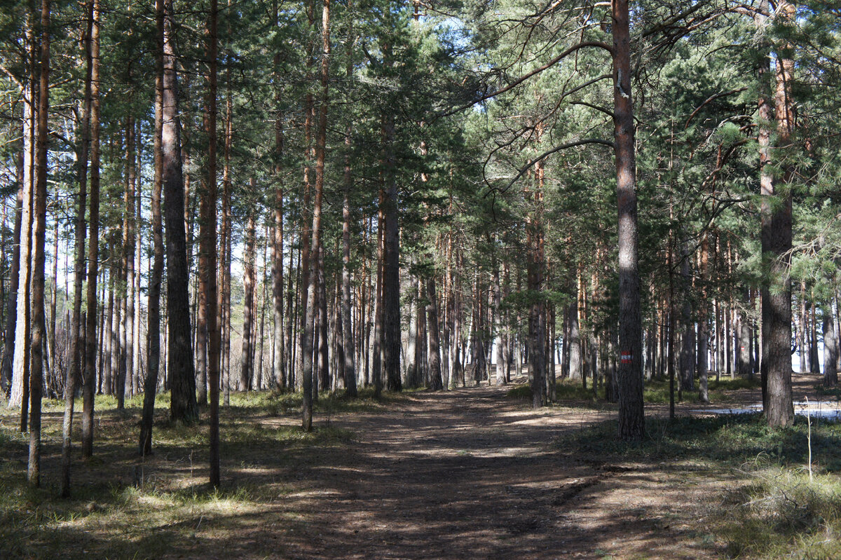 Поляна Бианки