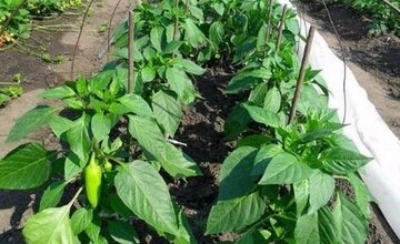 Обязательная подкормка моркови в июле