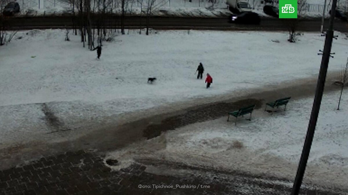    Английский бульдог напал на детей в Подмосковье