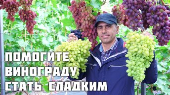 Как помочь винограду стать сладким - набрать сахар!