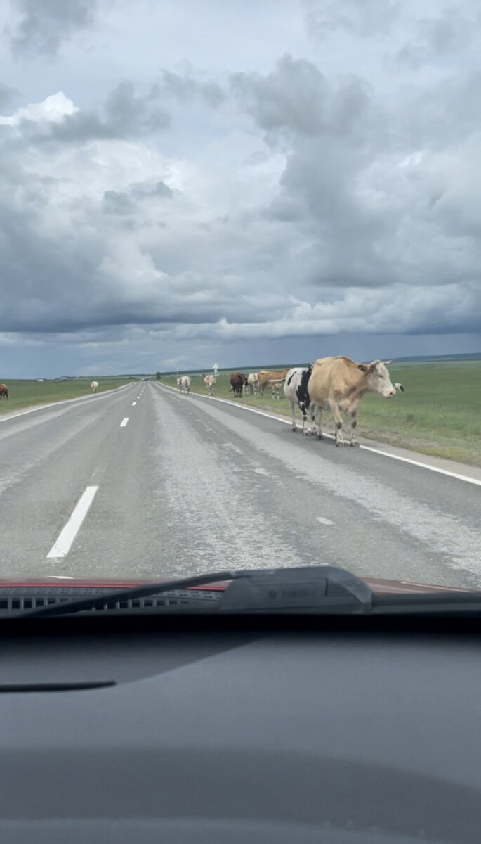 Местные коровки.