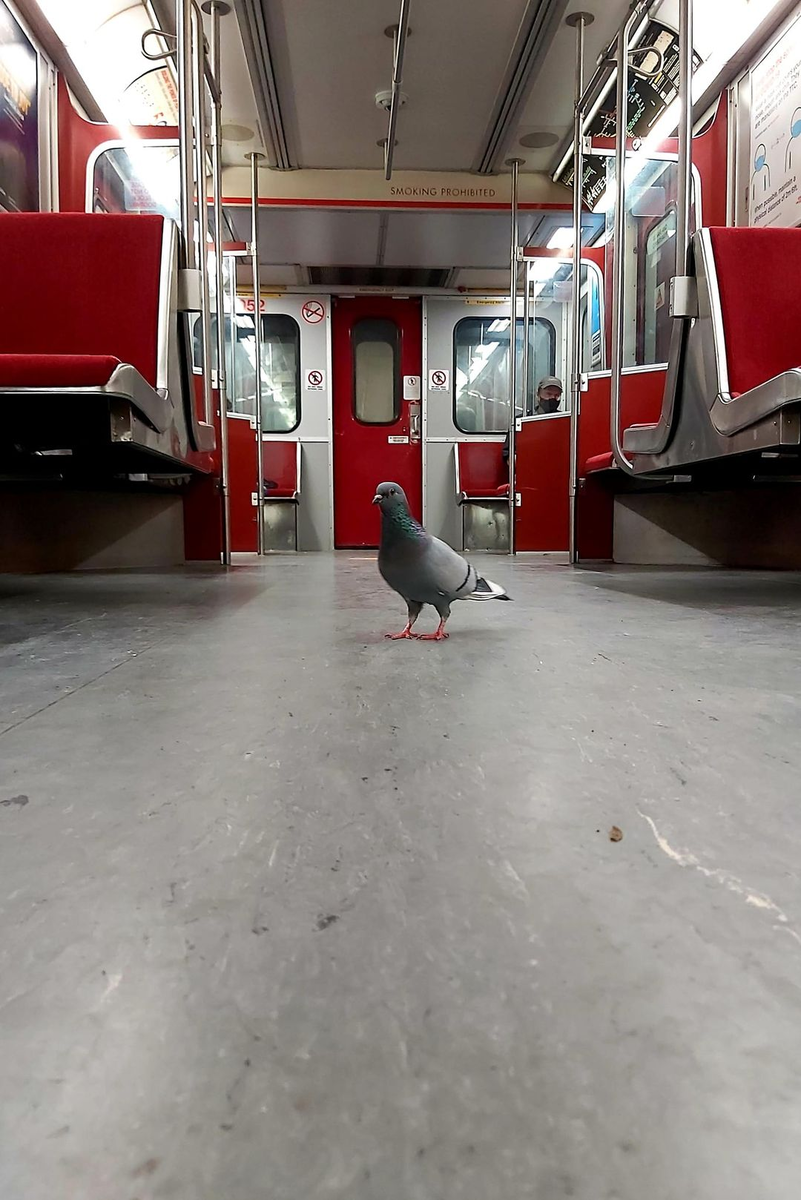 Голубь в необчном месте, в необычных обстоятельствах
♦

Pigeon in Toronto Subway Train. Голубь в метро Торонто.
♦
https://www.facebook.com/groups/555746184515662/?multi_permalinks=6484249294998625