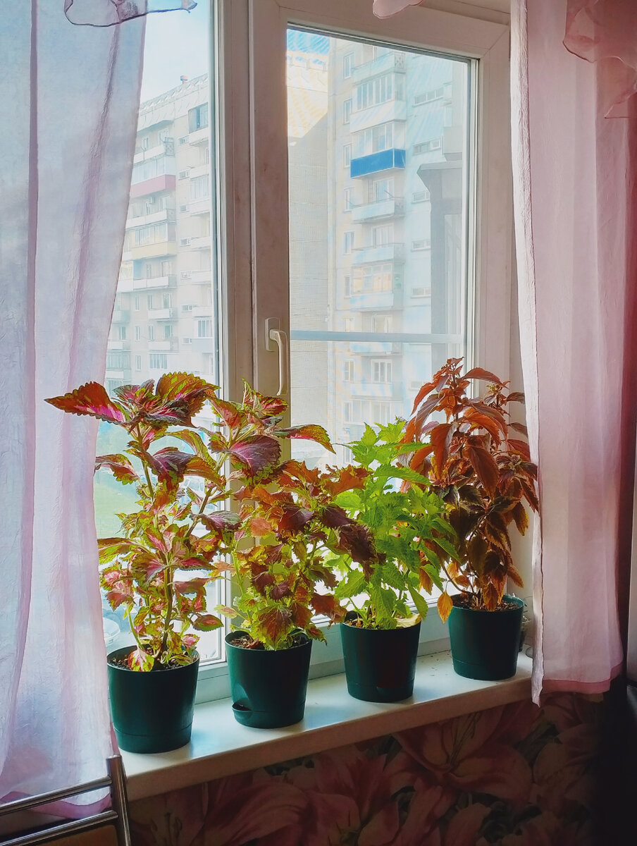 Водохлёбы колеусы после некоторых раздумий разместила на кухонном окне. В основном из-за того, чтоб с лейкой далеко не бегать. Да и вымахали они не на шутку, ни на каких стеллажах уже не помещаются...