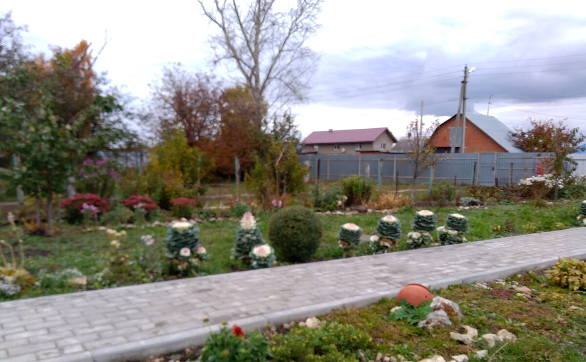 Первая декоративная капуста, выращенная в саду