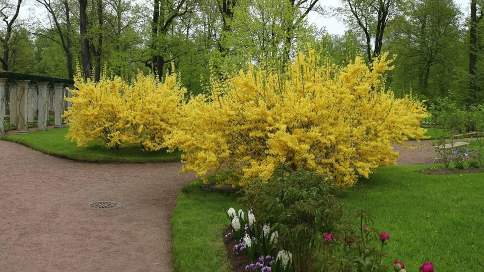 Цветущие кустарники осенью фото. Форзиция Линвуд. Форзиция джиральда. Форзиция промежуточная. Форзиция Линвуд осенью.