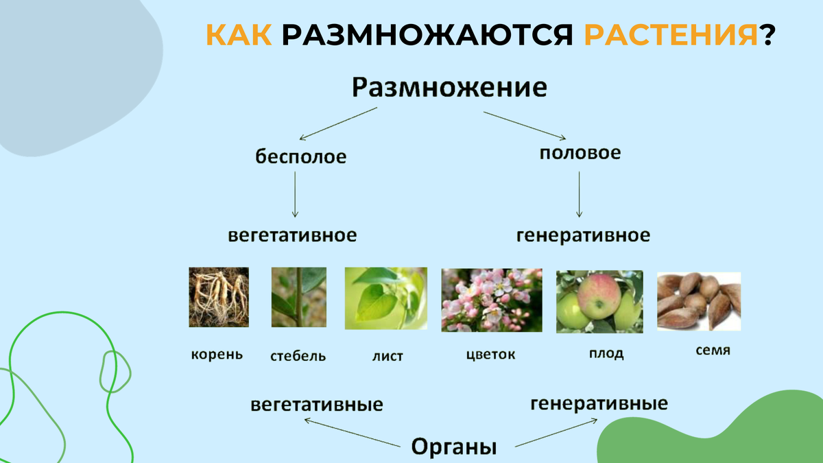 Размножение растений