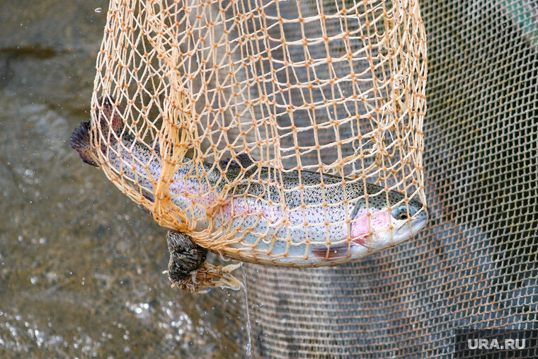    Форель в регионе в основном водится в платных прудах