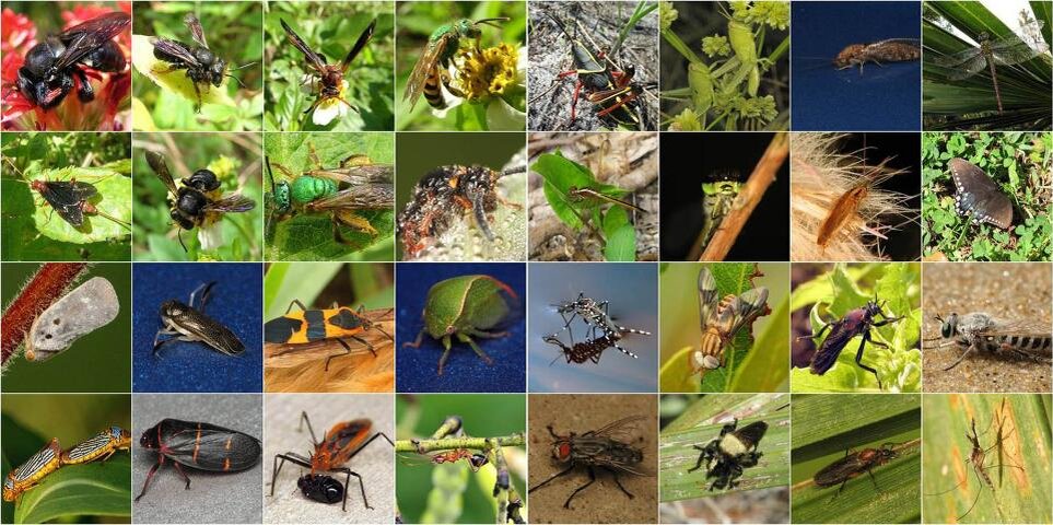 Насекомые и различные животные. Разнообразие насекомых. Насекомые много. Насекомые коллаж. Членистоногие насекомые.