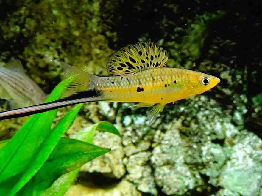 Источник фото: fishcare.info