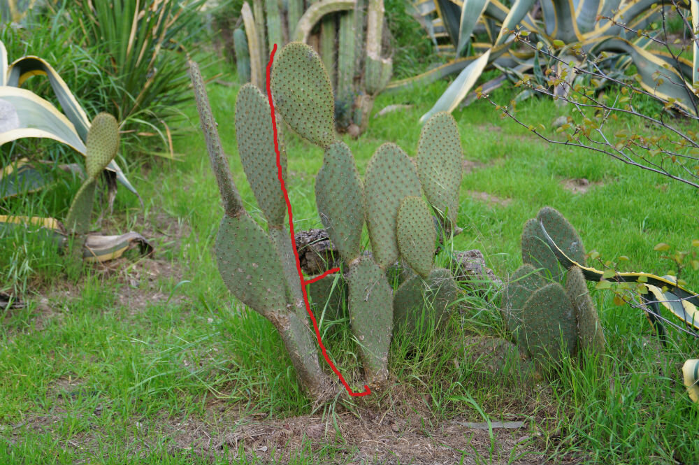 В среде кактусов и дикобразов золотое сечение пользуется особым почетом