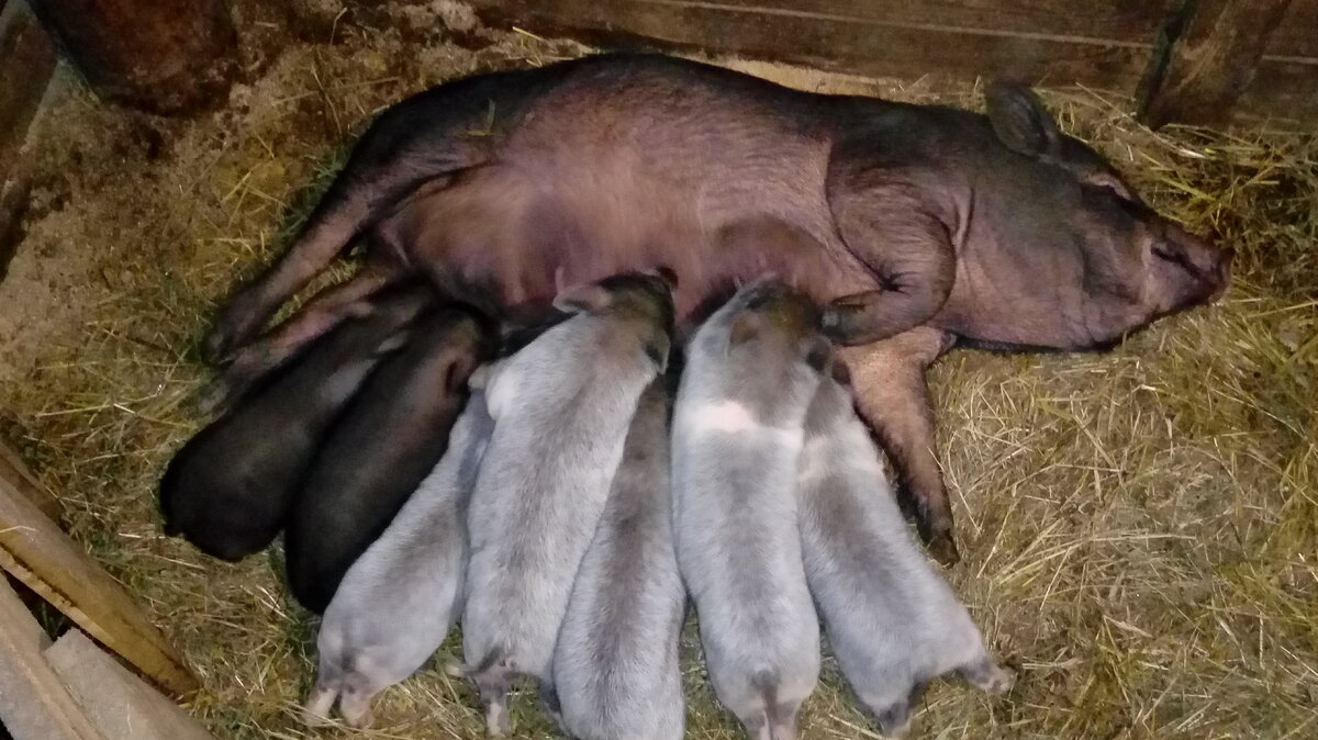 Какой сосок поросёнок с рождения начал сосать  - такой и сосёт всё время молочного периода. 