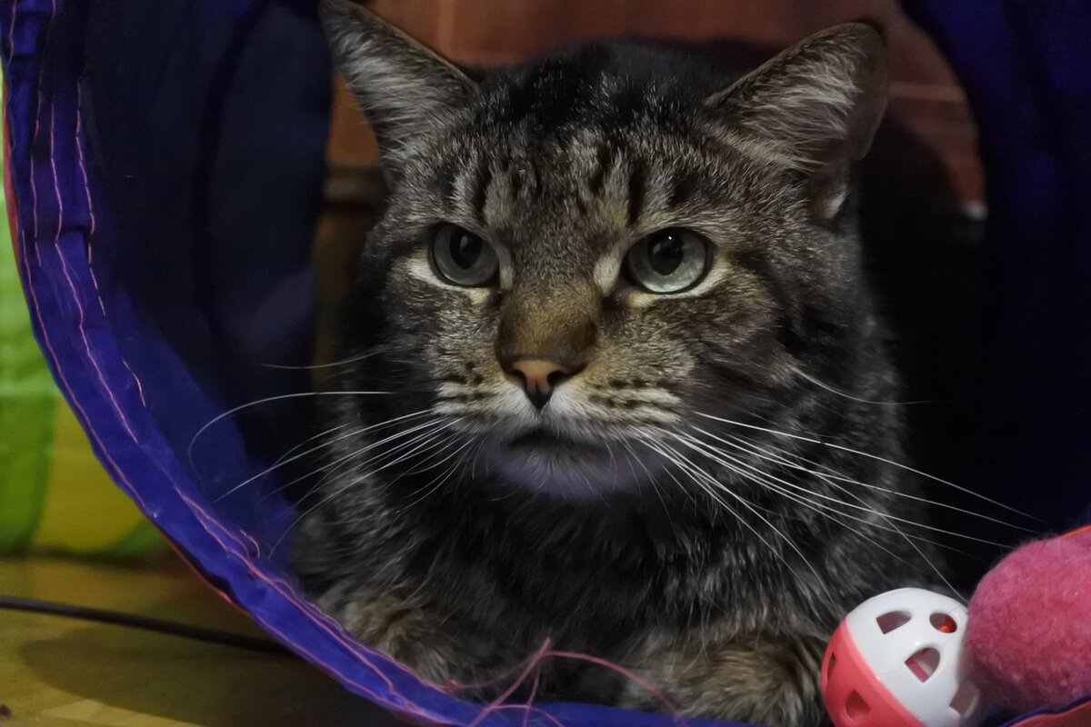 Наш старший котосын Феликс