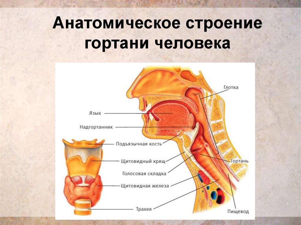 Глотка т. Гортань глотка трахея строение. Горло человека строение и функции. Строение гортани человека анатомия. Носоглотка глотка гортань строение.