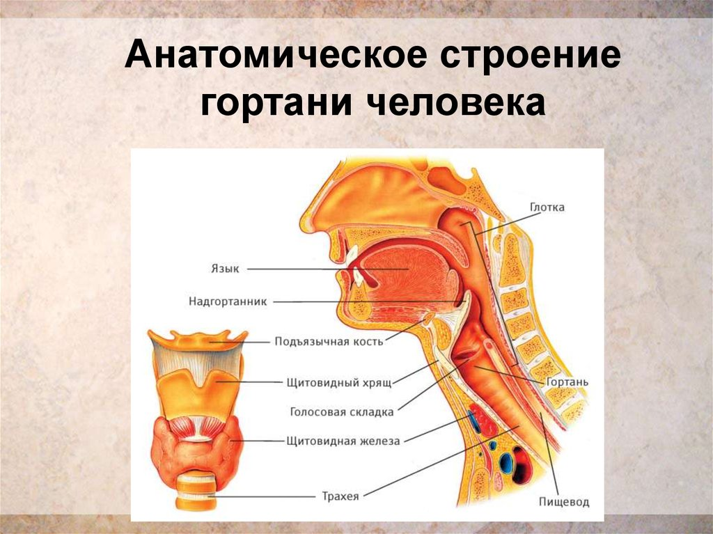 План горло это