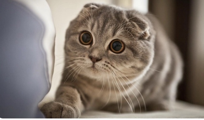 Домашние питомцы остаются такой неотъемлемой частью нашей жизни, что трудно представить, как давно людям пришла в голову эта замечательная идея подружиться с пушистыми, четвероногими существами.
Кошки были одомашнены с 3600 г. до н. э., а собаки стали домашними еще 30 000 лет назад. Однако, несмотря на то, что мы дружим в течение последних нескольких тысячелетий, мы все еще узнаем каждый день что-то новое о братьях наших меньших.