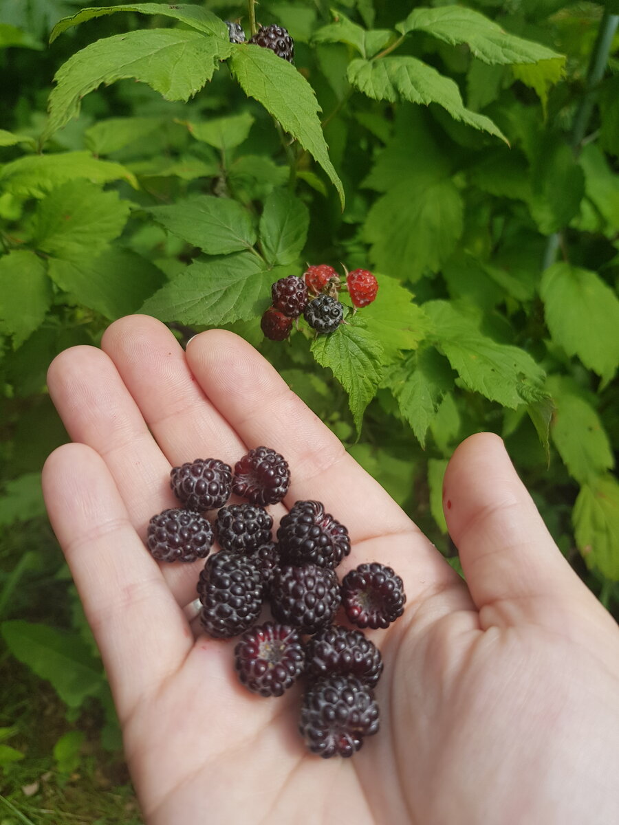 Малина Кумберленд