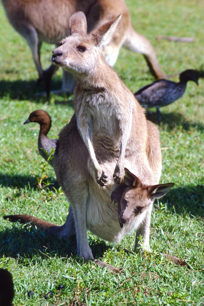  Слово «кенгуру» происходит из кууку-йимитирского языка австралийских аборигенов, которые называли этих животных «kanguroo» или «gangurru».