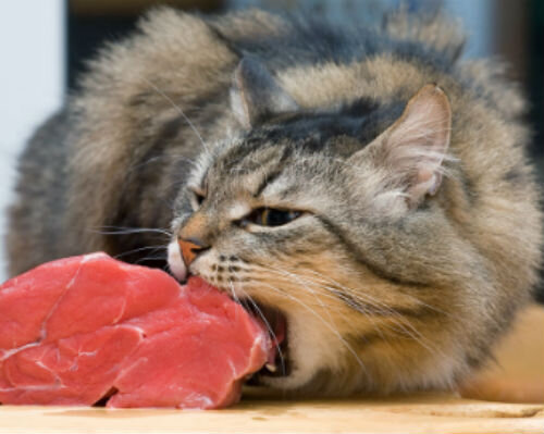 Чем кормить кошку - советы ветеринаров | Лапа помощи | Дзен