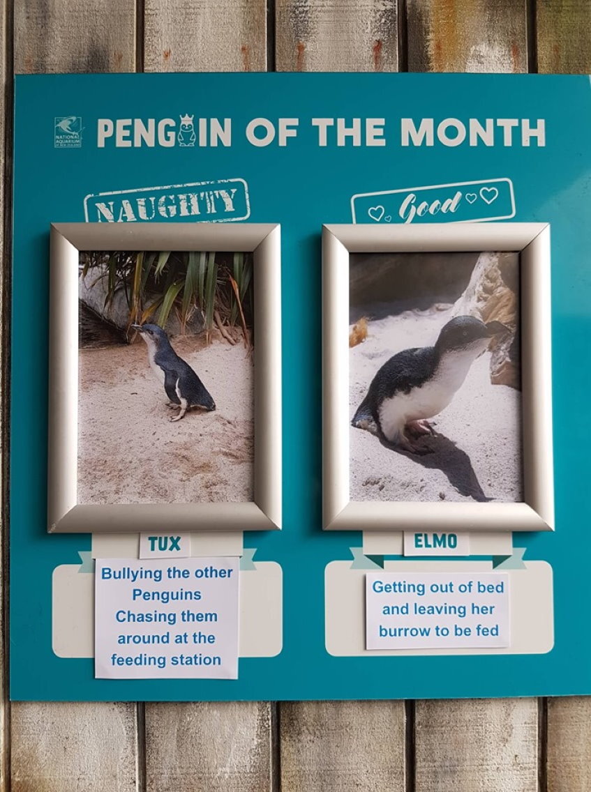 2. Пингвин месяца - июль 2019