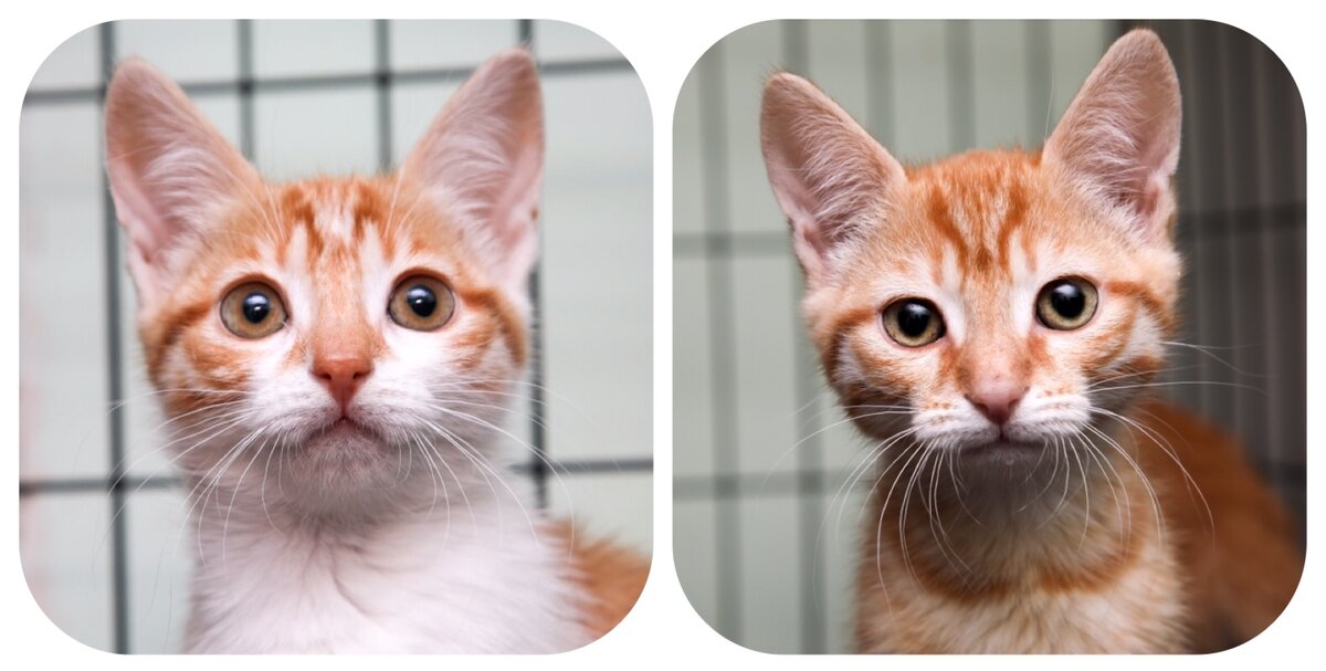 Минутка и Часик