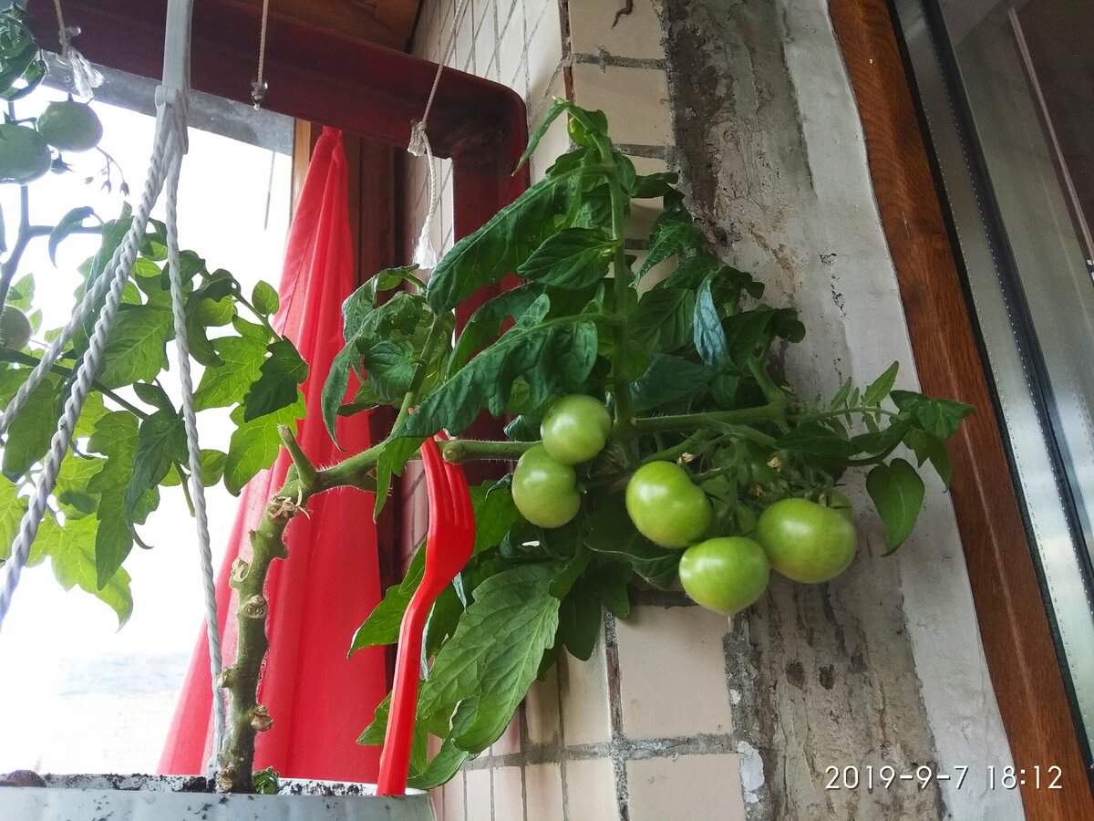 С другой стороны уже бочка наливаются цветом, но мне их не развернуть, боюсь ветка отвалится
