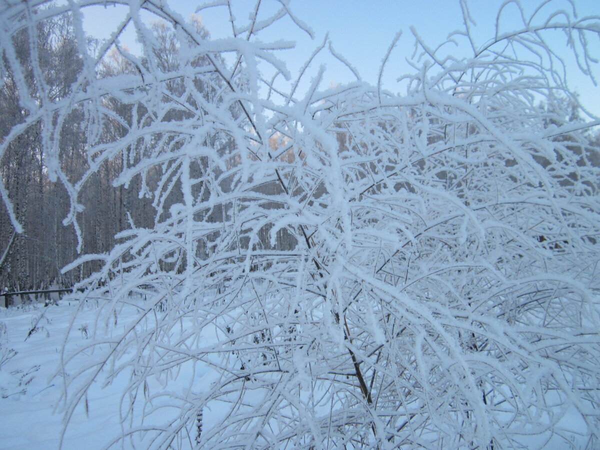 В ноябре поросят колют, когда похолодает, как раньше на селе было принято. 