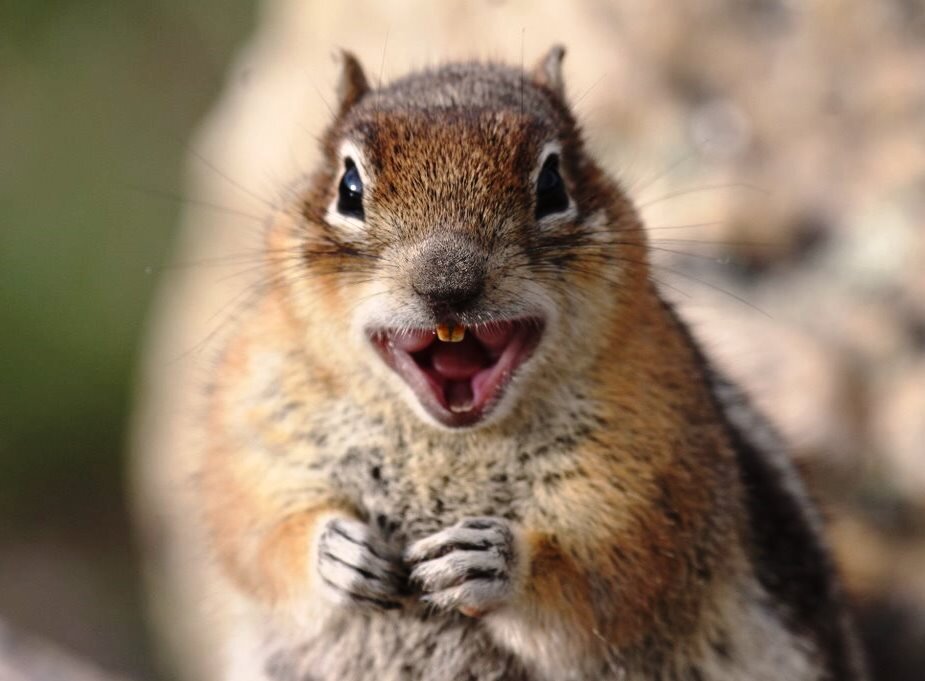 Пушистые зверки созданы для хороших кадров. 