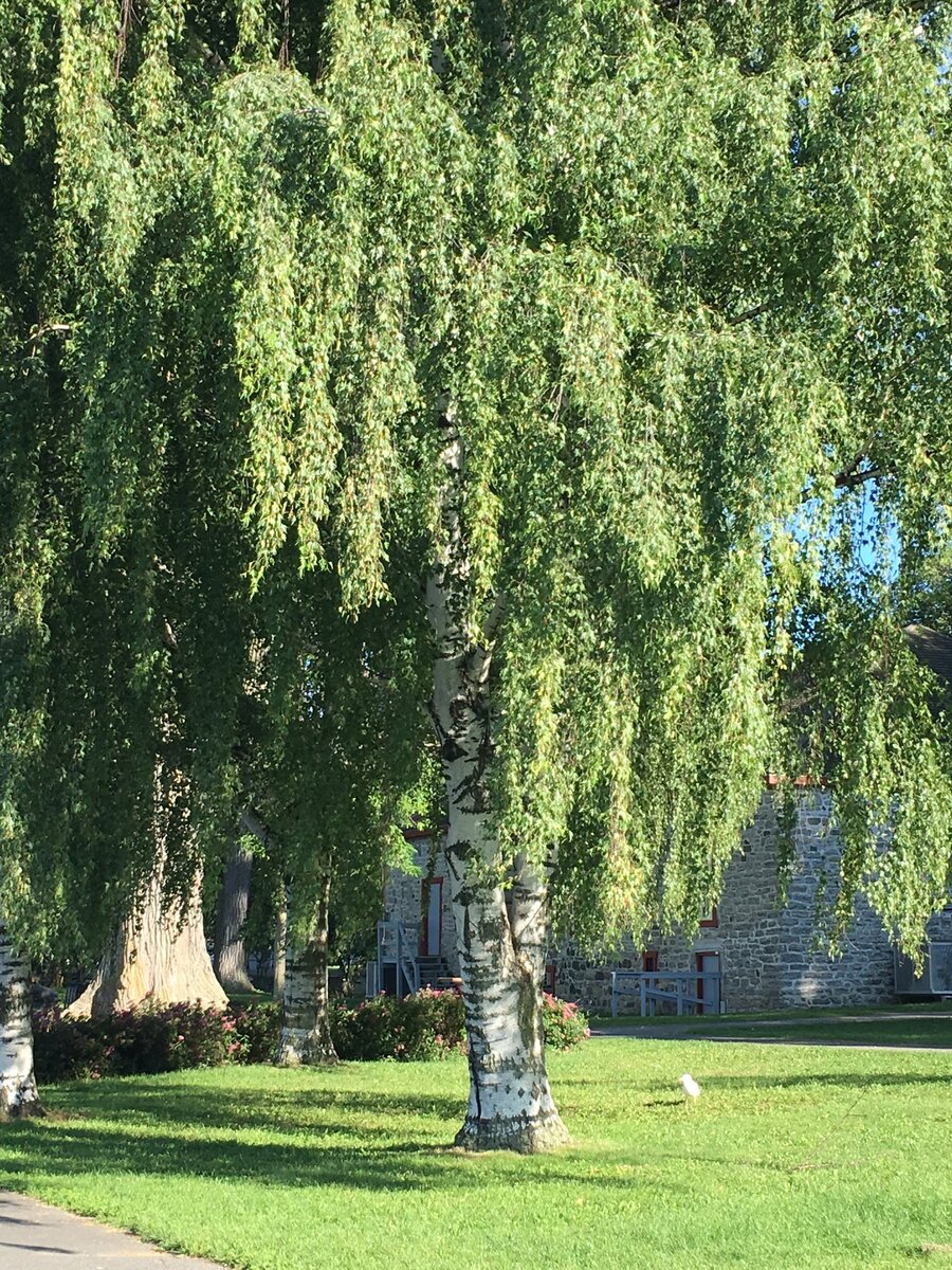 Крупномеры березы — купить березу бумажную/повислую в Москве. Фото. Цена