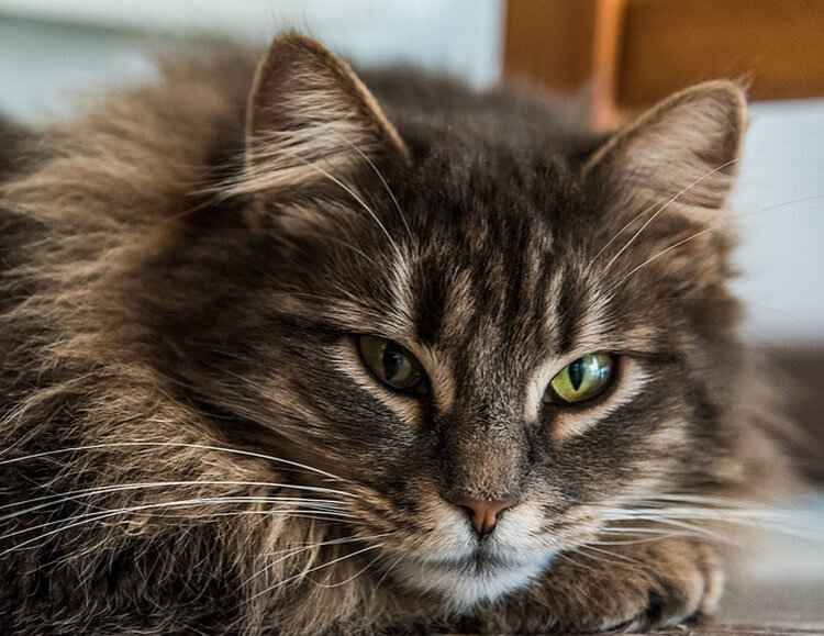 Вот этот кот как две капли воды на Маркиза похож!!