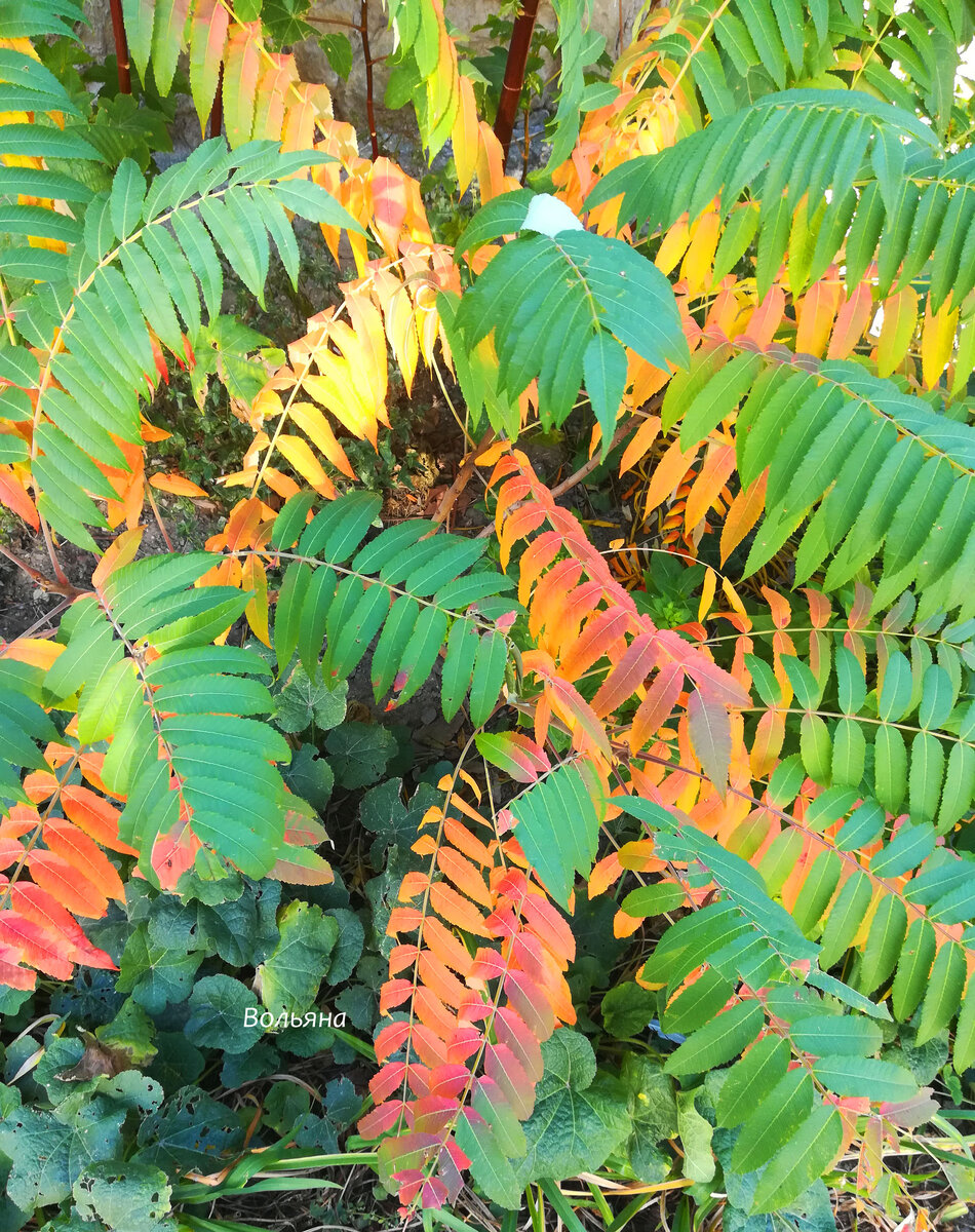 Все краски осень в одном фото. Анапа ноябрь 2019.